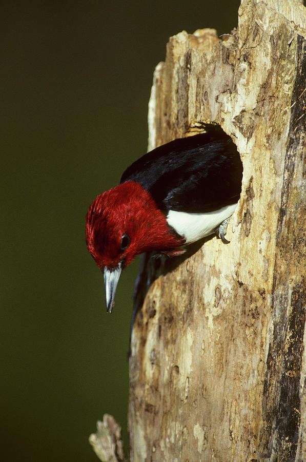 Woodpecker Photograph - Red-headed Woodpecker (melanerpes #1 by Richard and Susan Day