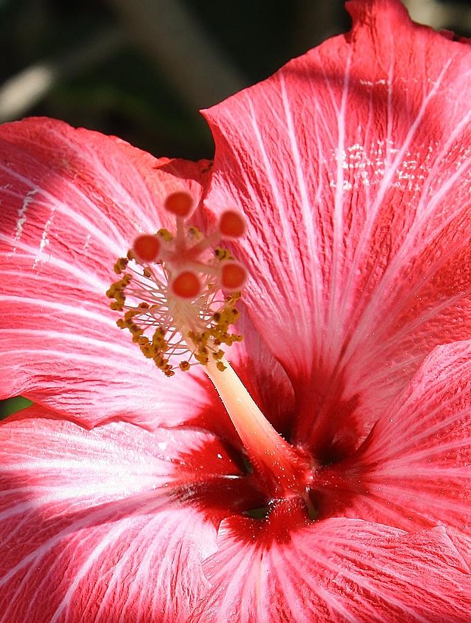 Nature Photograph - Red Hibiscus #1 by Bruce Bley