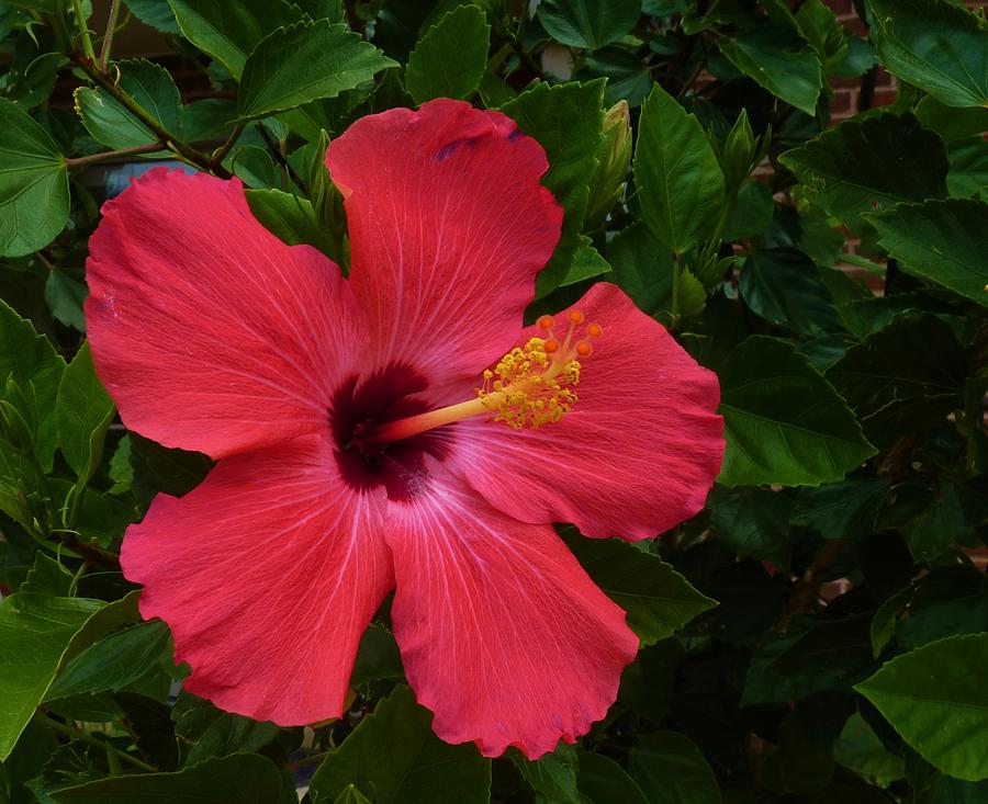 Red Hibiscus #1 Photograph by Jeanette Oberholtzer