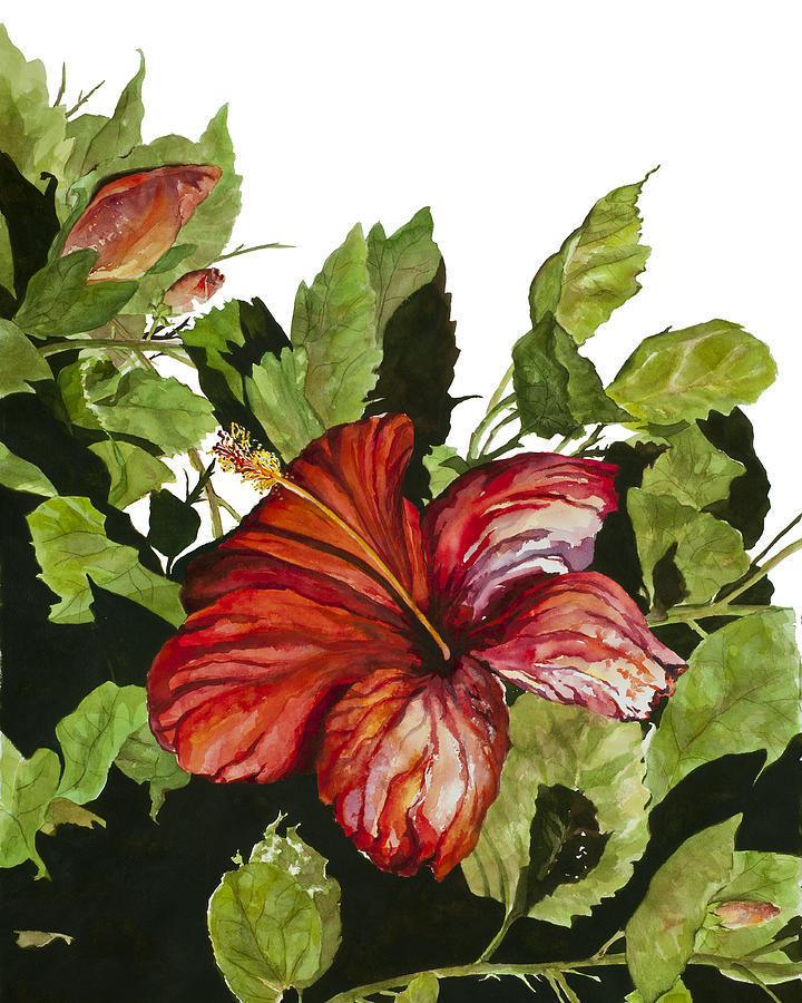 Red Hibiscus Painting by Karen Ann