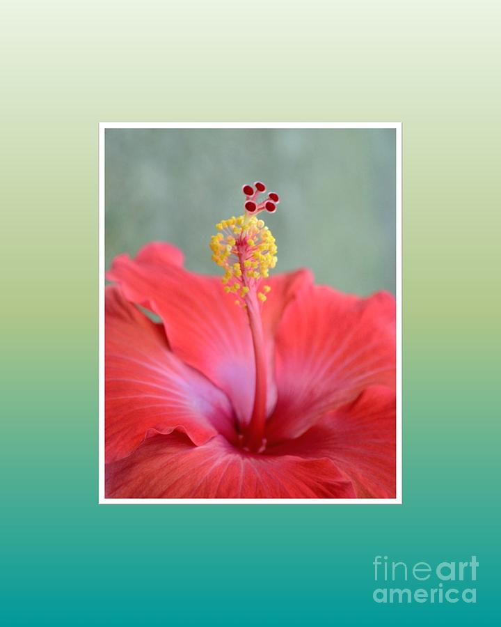 Red Hibiscus-v1 Photograph by Darla Wood