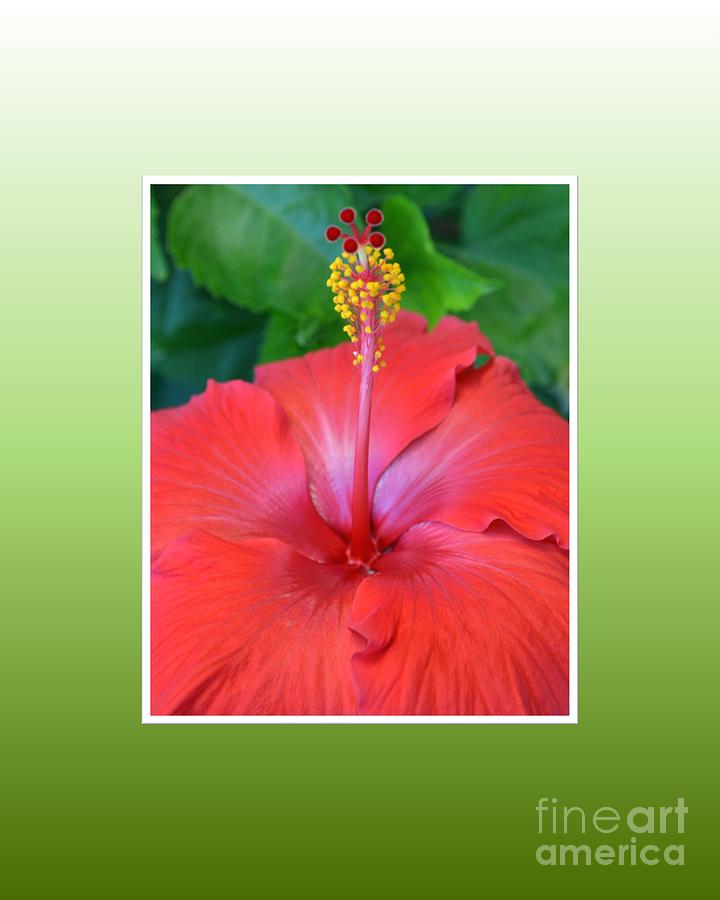 Red Hibiscus-v2 Photograph by Darla Wood