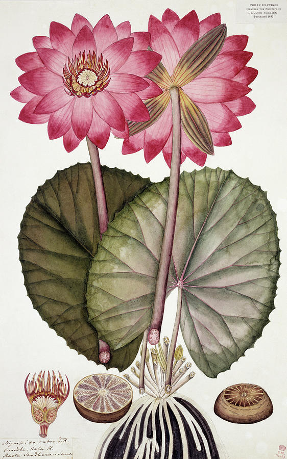 Red Indian Water Lily (nymphaea Rubra) #1 Photograph by Natural History Museum, London/science Photo Library