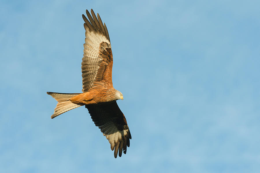 Red Kite #1 Photograph by Andy Astbury