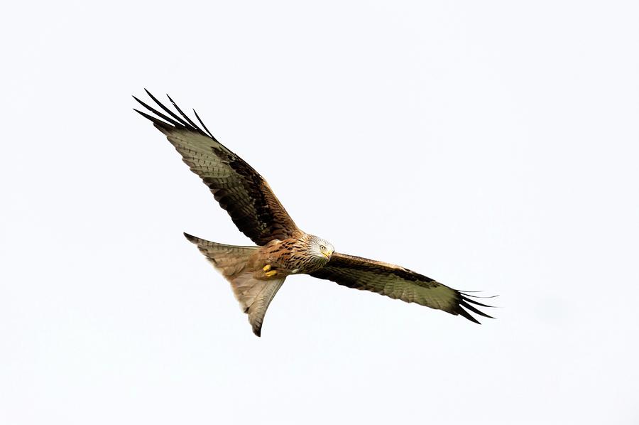 Red Kite #1 Photograph by Dr P. Marazzi/science Photo Library