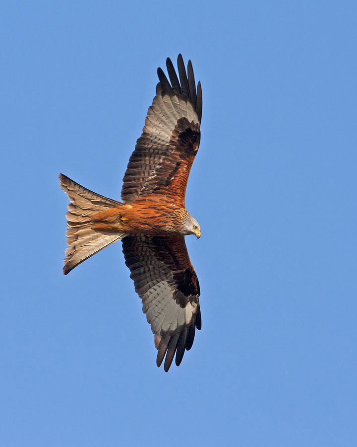 Red Kite #1 Photograph by Paul Scoullar