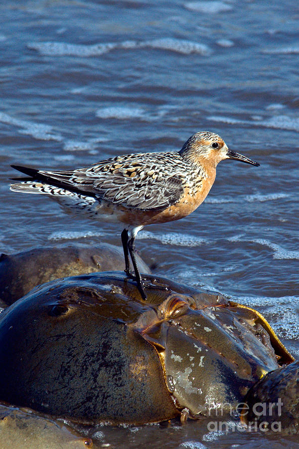 Red Knot On Horseshoe Crab #1 Photograph by Mark Newman