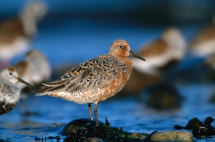 Red Knot #1 Photograph by Paul J. Fusco