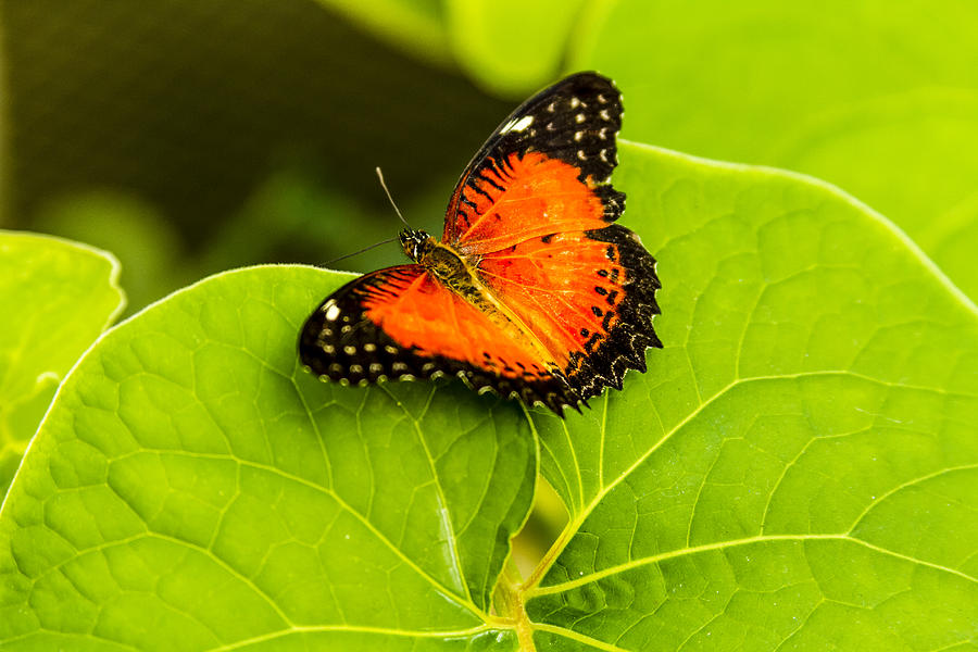 Red Lacewing Butterfly #1 Photograph by Teri Virbickis