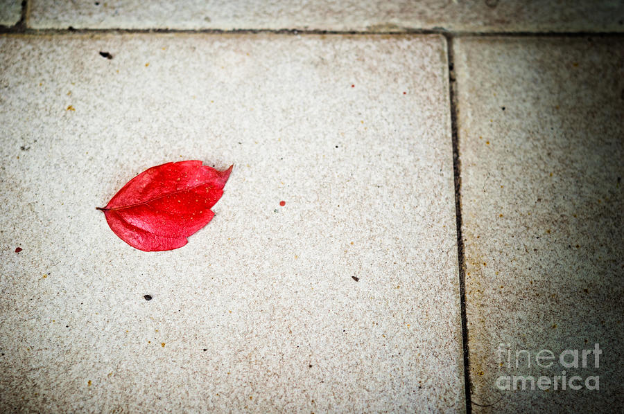 Red leaf #1 Photograph by Silvia Ganora