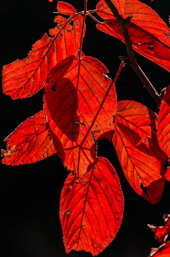 Red Leaves Photograph by Brian Stevens
