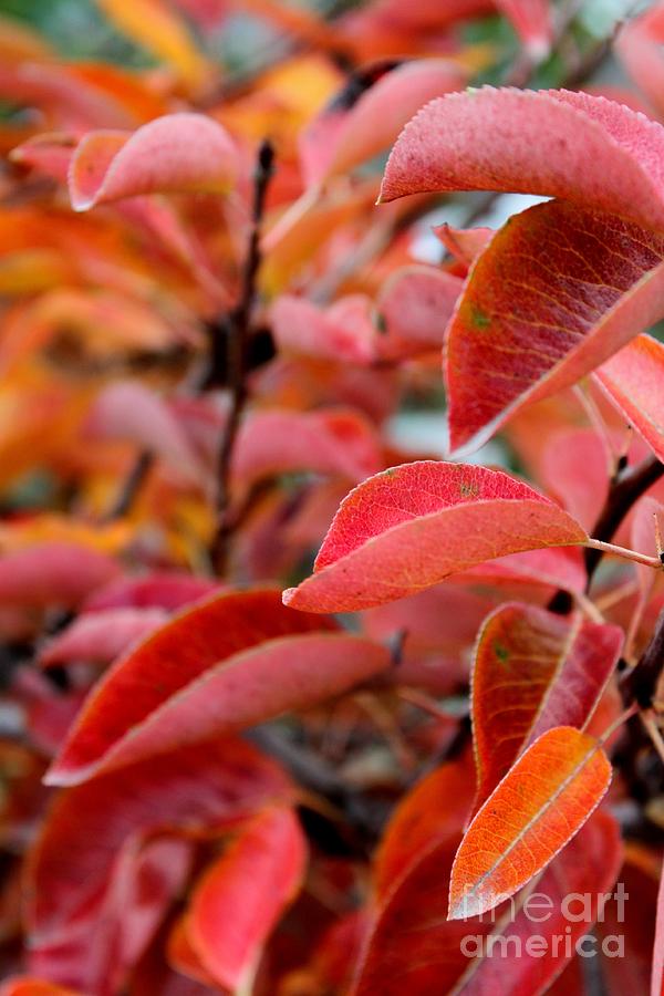 Red Leaves #1 Photograph by Henrik Lehnerer