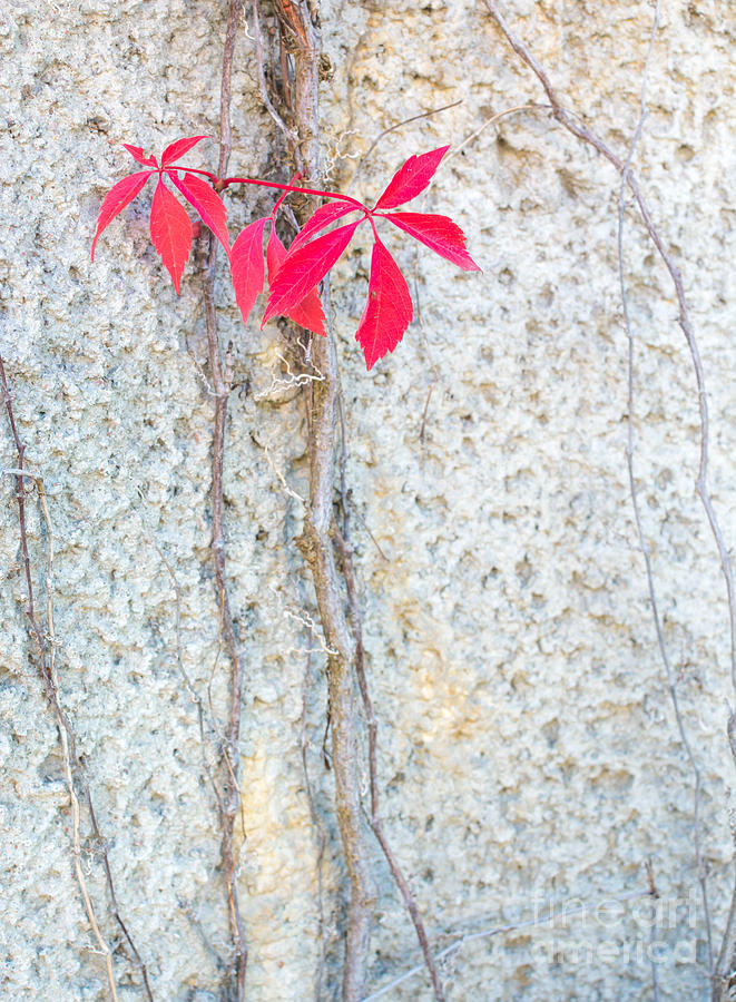 Red leaves Virginia Creepers #1 Photograph by Ingela Christina Rahm