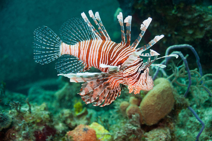 Red Lionfish #1 Photograph by Andrew J. Martinez