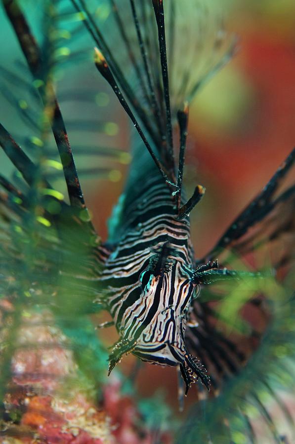 Red Lionfish #1 Photograph by Scubazoo/science Photo Library