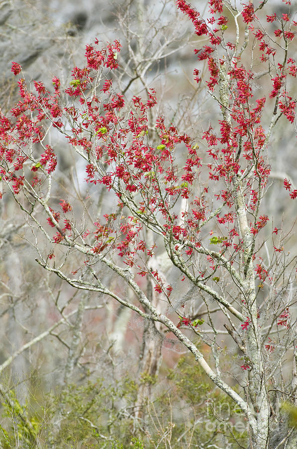 Red Maple In Spring #1 Photograph by William H. Mullins