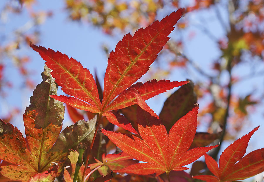 Red Maple Leaves #2 Photograph by Mariola Szeliga