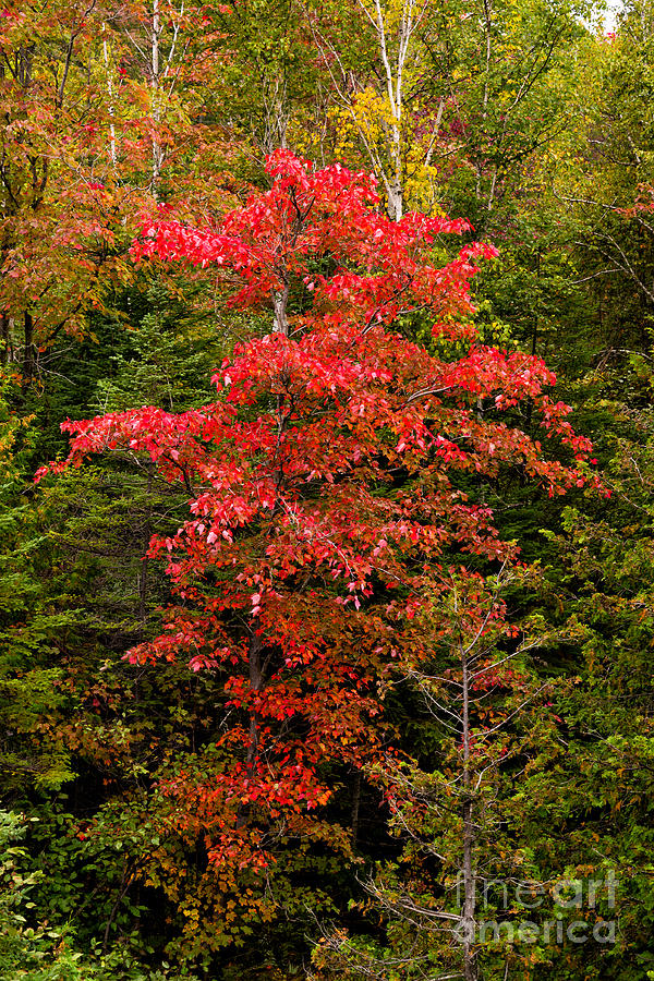 Red maple tree #1 Photograph by Les Palenik
