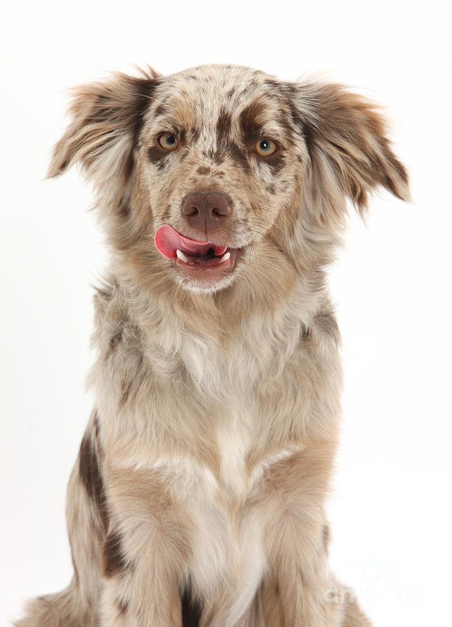Red Merle Miniature American Shepherd #1 Photograph by Mark Taylor