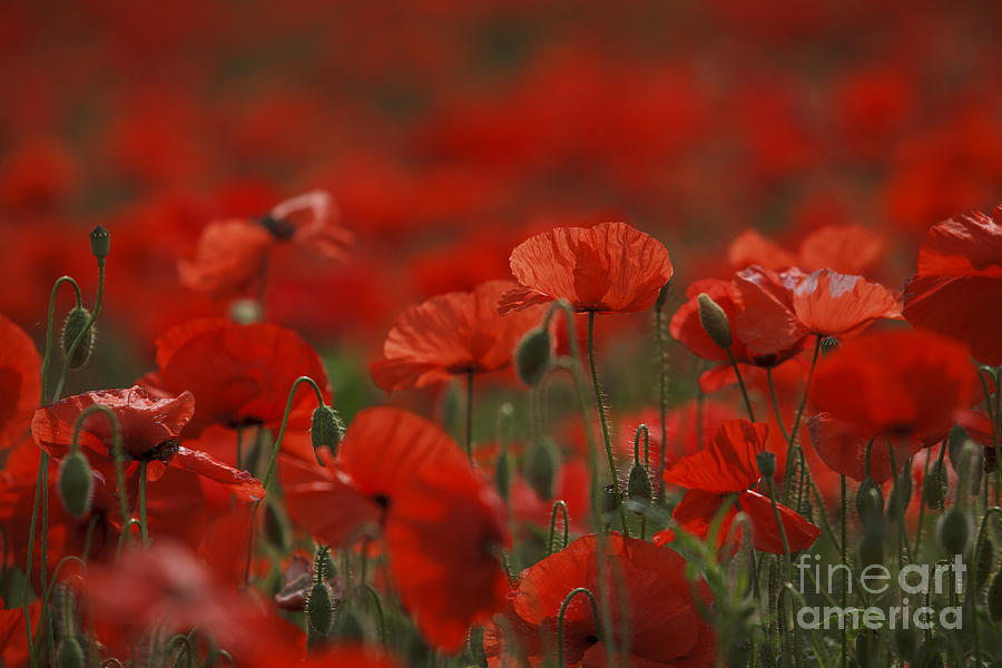 Poppy Photograph - Red by Nailia Schwarz