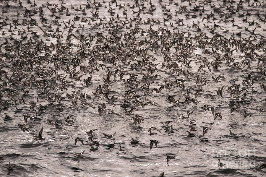 Red-necked Phalaropes #1 Photograph by Ron Sanford