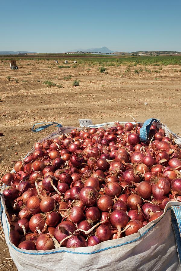 Red Onion Harvest Photograph by David Parker/science Photo Library Pixels