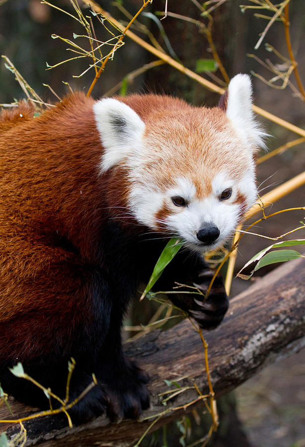 Red Panda  Ailurus Fulgens In Captivity #1 Photograph by David Kenny