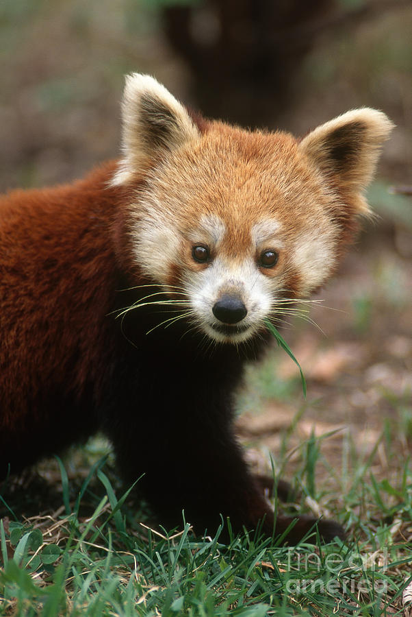 Red Panda #1 Photograph by Art Wolfe