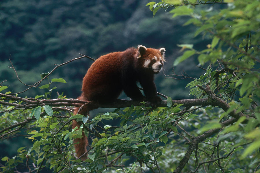 Red Panda, China #1 Photograph by Thomas And Pat Leeson