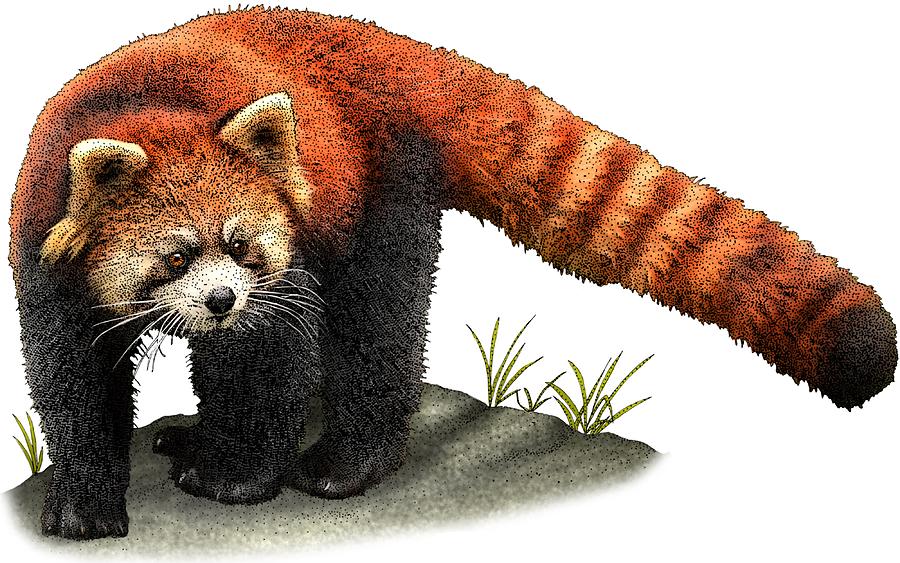 Red Panda #1 Photograph by Roger Hall