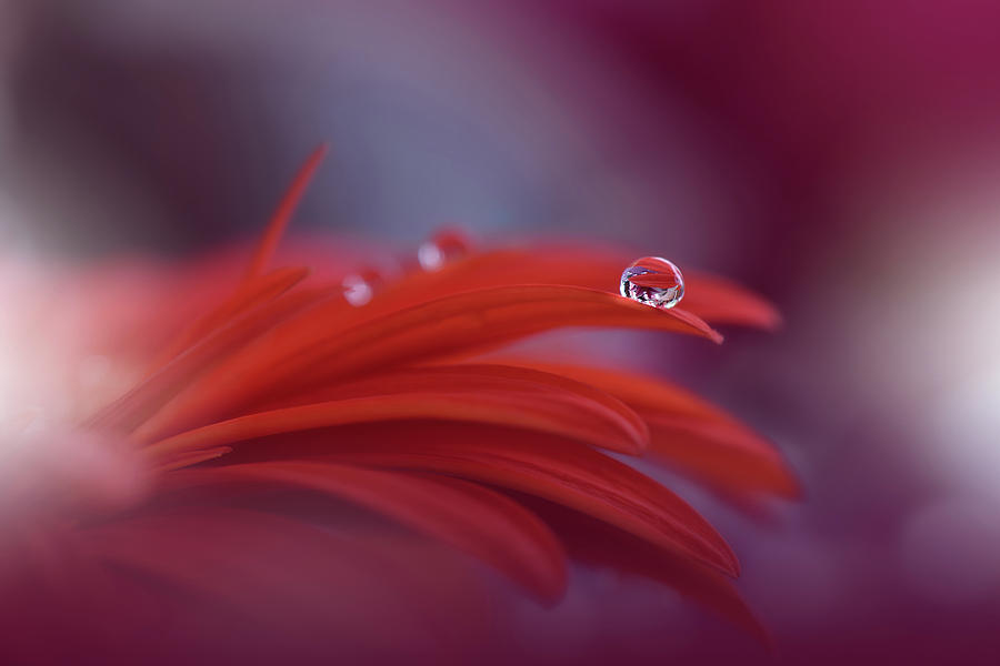 Flower Photograph - Red Passion... #1 by Juliana Nan