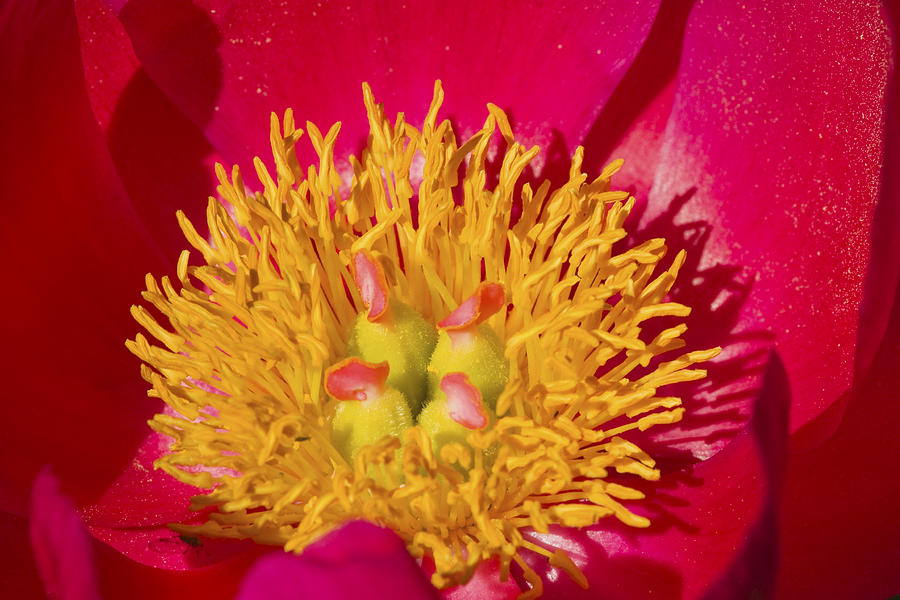 Red Peony flower #1 Photograph by Keith Webber Jr
