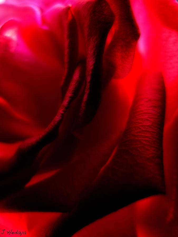 Red Petal Macro 3 #1 Photograph by Joseph Hedaya