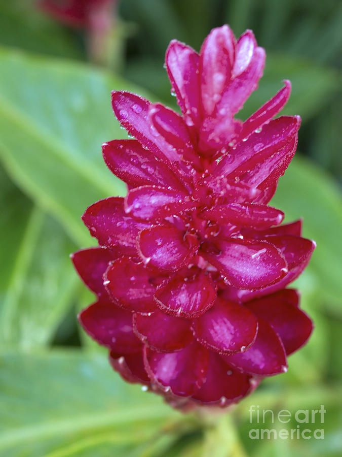 Red Pine Cone Ginger Lily Photograph by Stuart Wilson