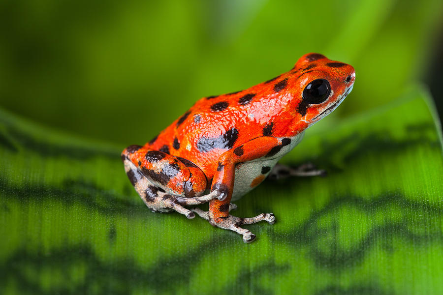 Jungle Photograph - Red Poison Frog #1 by Dirk Ercken