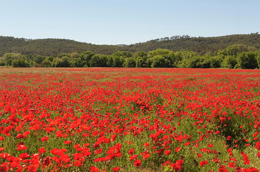 Red Popies, Provence Spring, France #1 Photograph by Jean-pierre Pieuchot