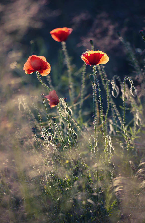 Red Poppies Photograph by Jaroslaw Blaminsky