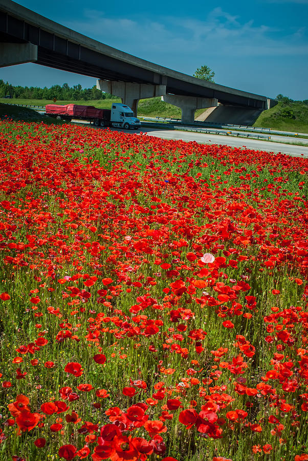Red Poppy Field Near Highway Road #1 Photograph by Alex Grichenko