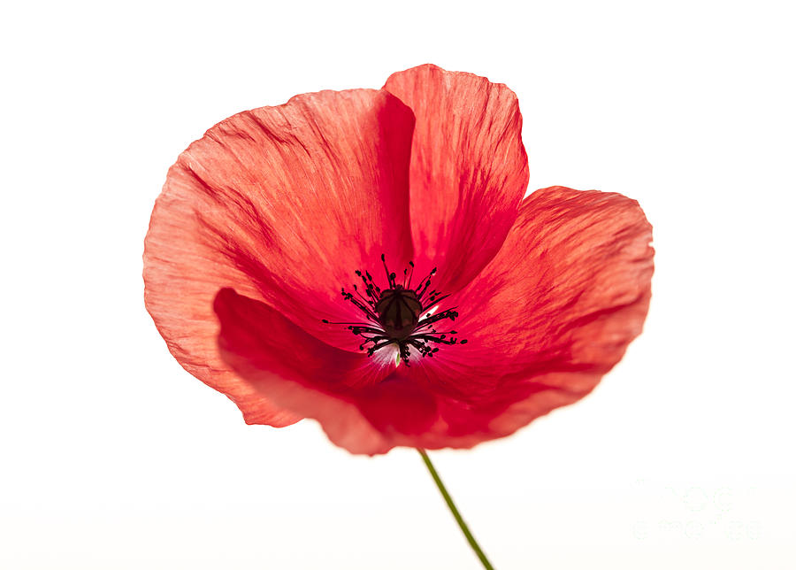 Poppy Photograph - Red poppy flower 1 by Elena Elisseeva
