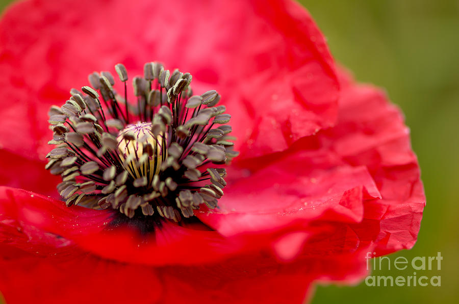 Red Poppy #2 Photograph by Oscar Gutierrez