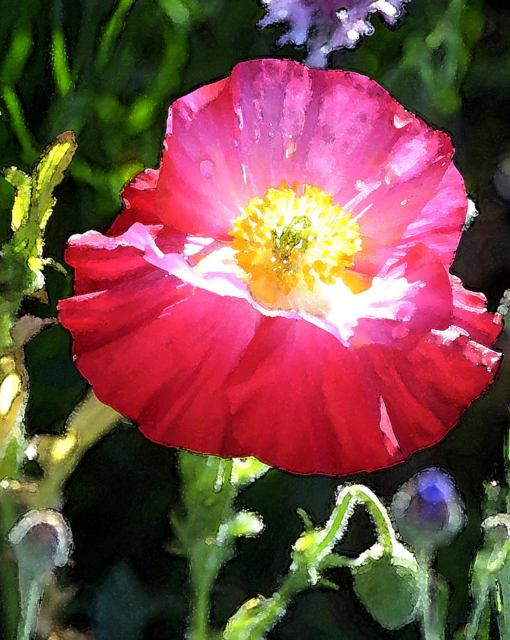 Red Poppy Photograph