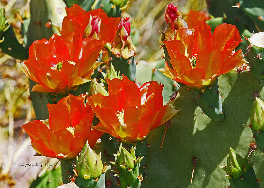 Red Prickly Pear Flowers Photograph by Tom Janca - Fine Art America