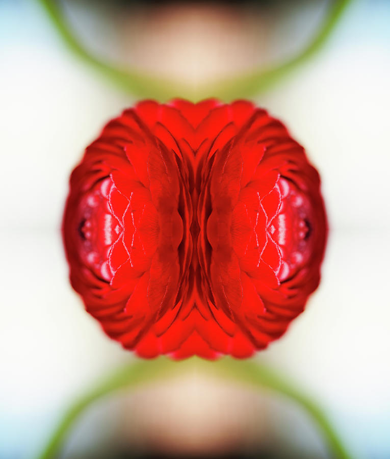 Red Ranunculus #1 Photograph by Silvia Otte