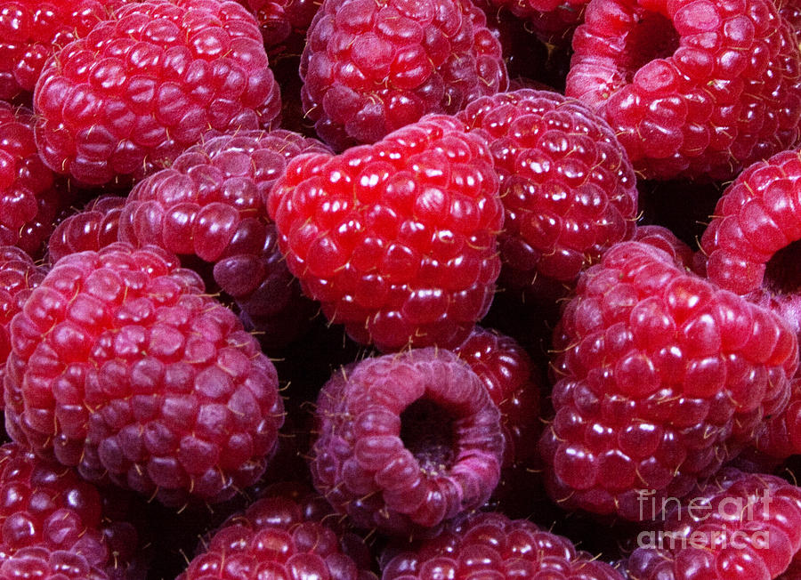 Red Raspberries #1 Photograph by Michael Waters Red Raspberries #1 Photograph by Michael Waters
