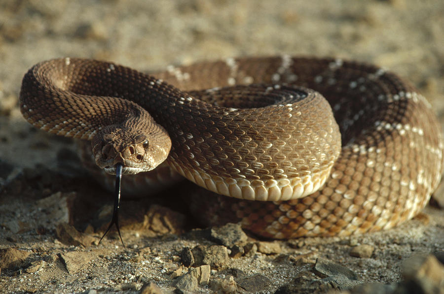 Red Rattlesnake Baja California Mexico #1 Photograph by Larry Minden