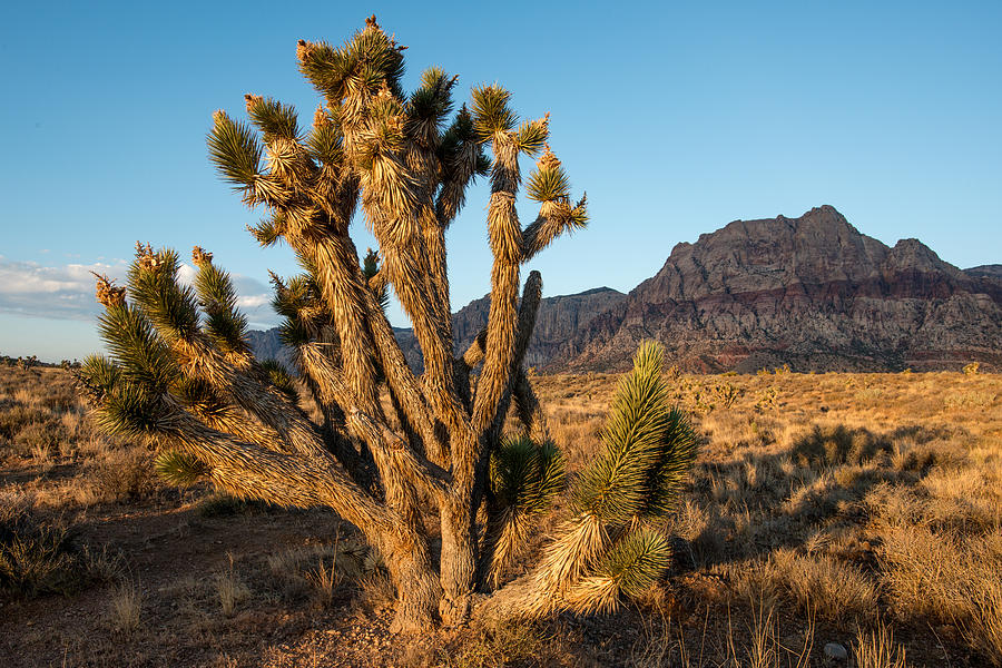 Tree Photograph - Red Rock Canyon Series #1 by Josh Whalen