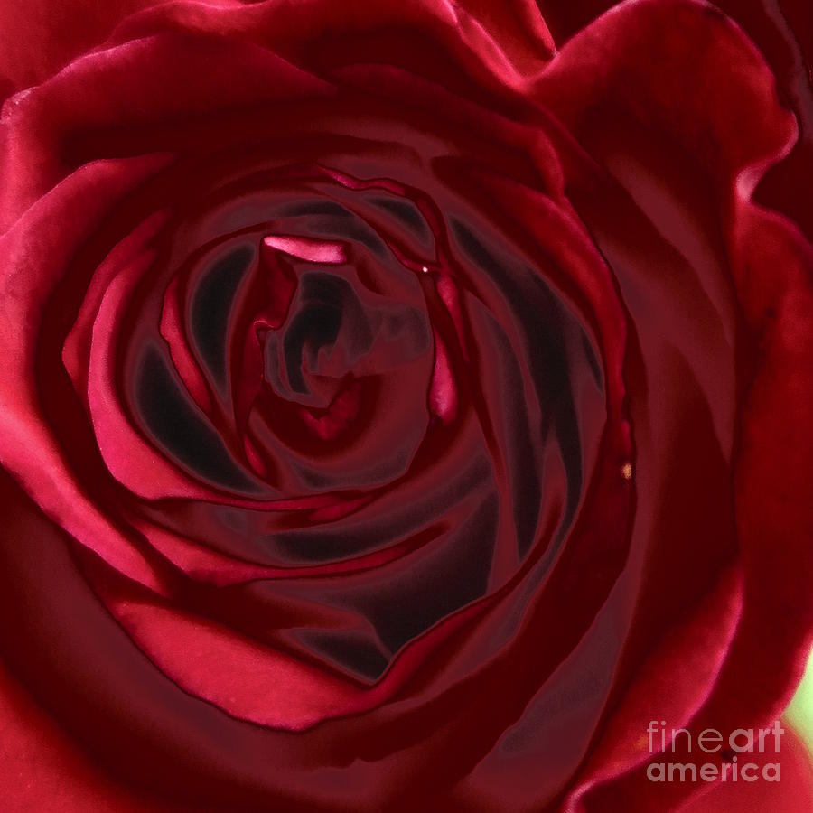 Red Rose Abstract 2 Photograph by Tara  Shalton