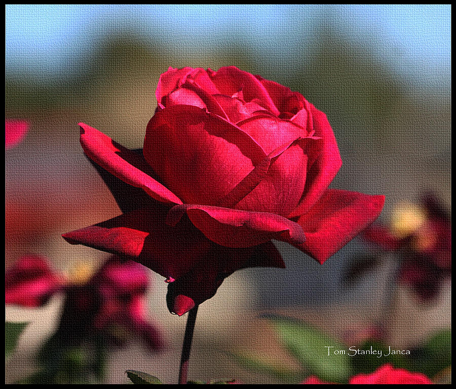 Red Rose At MCC #2 Photograph by Tom Janca