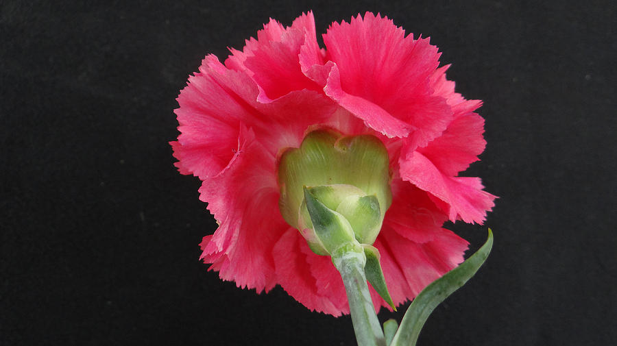 Tall Carnation Photograph by Dennis Dugan