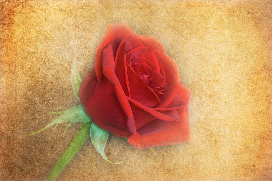 Flower Photograph - Red Rose  #3 by Garvin Hunter